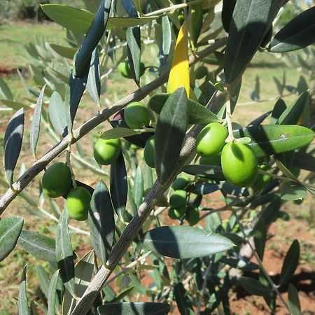 פורץ Apartment Parenzana מראה חיצוני תמונה
