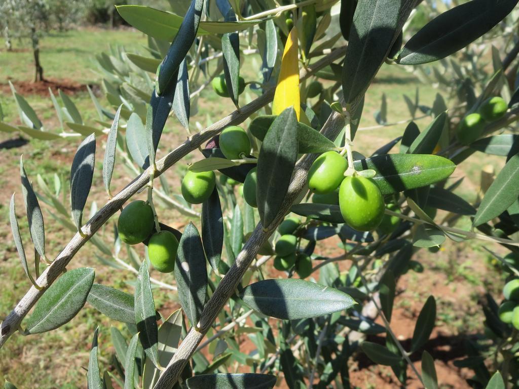 פורץ Apartment Parenzana מראה חיצוני תמונה